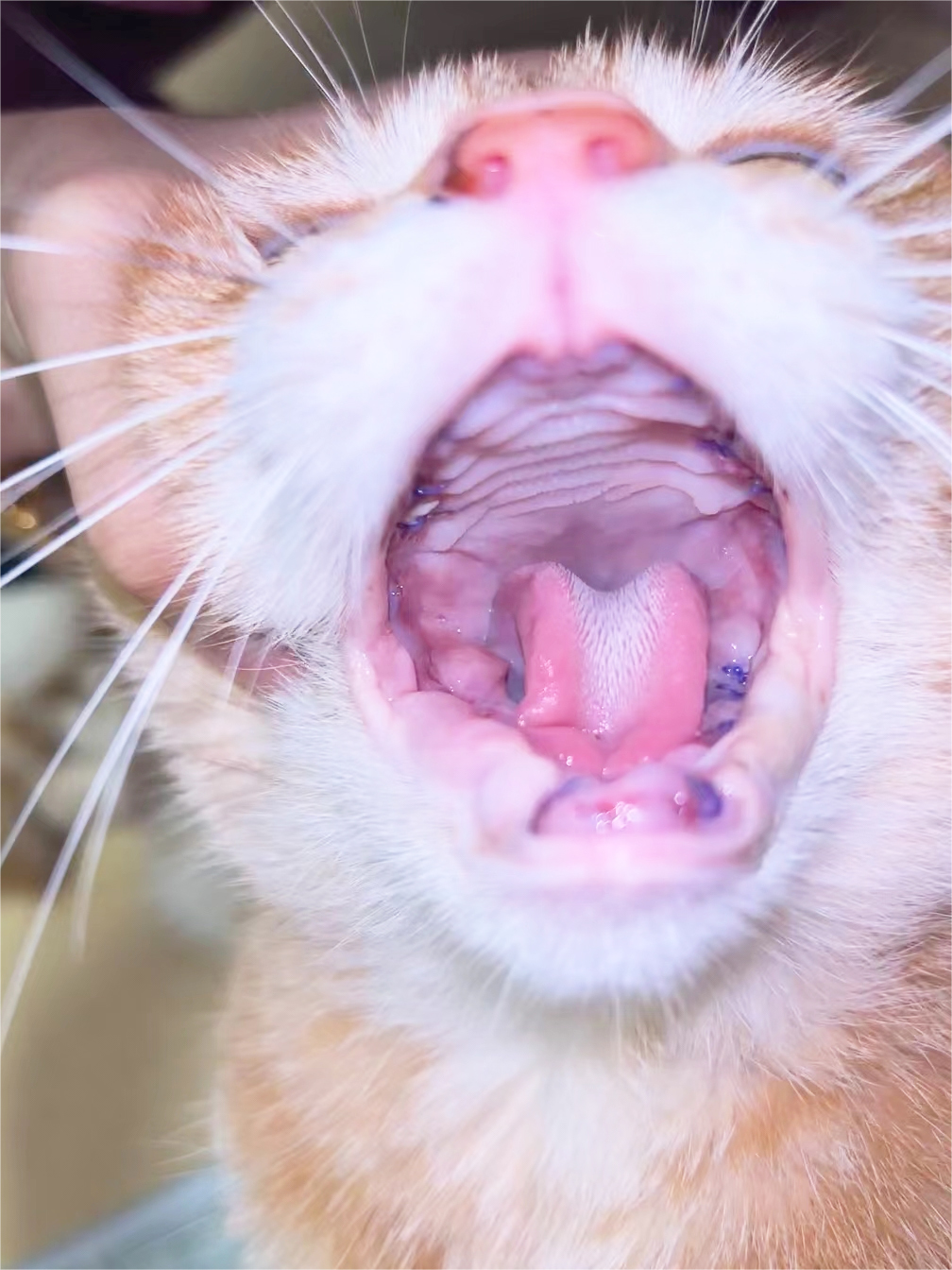 Perkongsian Kes VetMedix丨Laser berkuasa tinggi Menggalakkan Penyembuhan Selepas Pembedahan Pengekstrakan Mulut Penuh Akibat Stomatitis