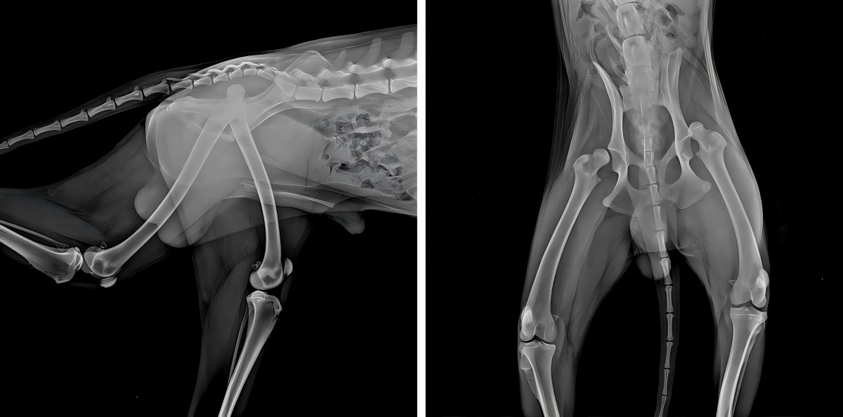 Perkongsian Kes Vetmedix 丨 Laser Kuasa Tinggi Meningkatkan Pemulihan Pasca Kerjasama Diputasi Femoral Bilateral
