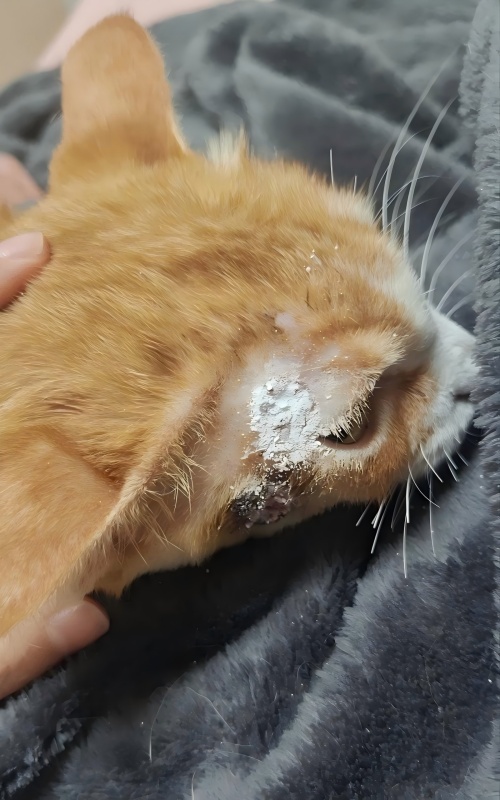 Perkongsian Kes Vetmedix 丨 Kes Permohonan Terapi Laser Tinggi Tinggi Dalam Merawat Ulser Kulit