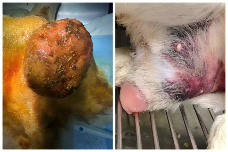 Perkongsian kes vetmedix 丨 Aplikasi terapi laser tenaga tinggi dalam merawat pembesaran prostatik