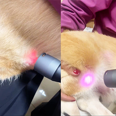 Perkongsian Kes Vetmedix 丨 Kes Permohonan Kelas 4 Terapi Laser Untuk Kecederaan Bersama Lutut + Penjagaan Pasca Keroangan untuk Batu Pundi Kencing