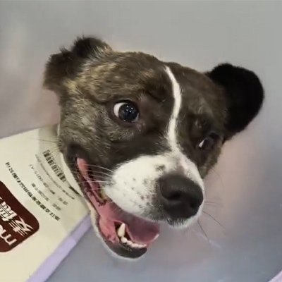 Laporan Kes VetMedix 丨 Penggunaan terapi laser veterinar dalam merawat neuritis akut dalam pesakit anjing