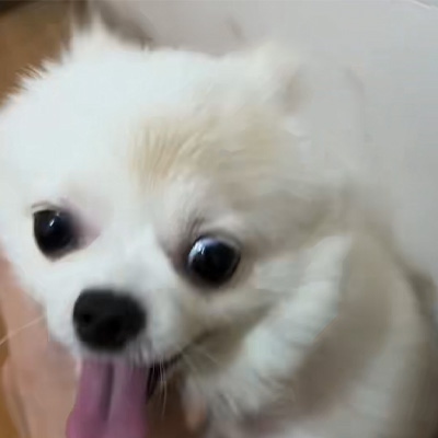 Perkongsian Kes Vetmedix 丨 Permohonan Kes Laser Tinggi Tinggi dalam Merawat Canine Ringworm