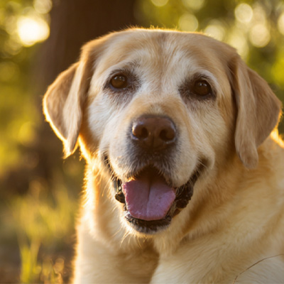 Perkongsian Kes Vetmedix 丨 Permohonan Kes Terapi Laser Tinggi Tinggi Dalam Rawatan Tumor Perianal Tidak Beroperasi Pasca operasi